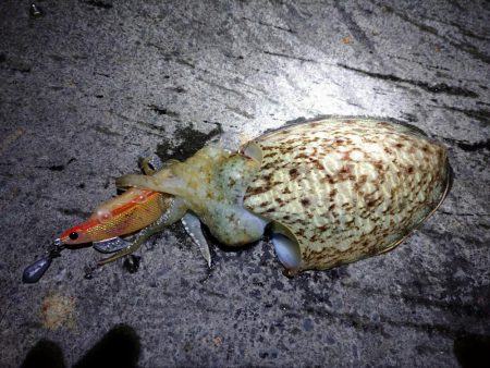 春のコウイカ開幕