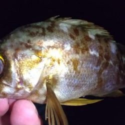 ウネリ残る中でのメバリング