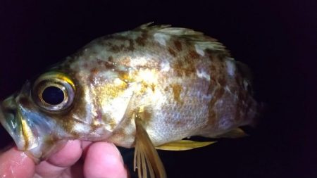 ウネリ残る中でのメバリング