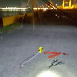 小ぶりのアナゴ