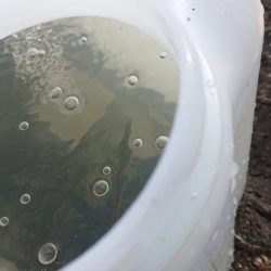 ホンモロコ釣り