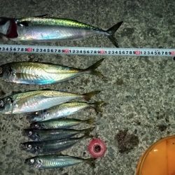 久々のサビキ釣り