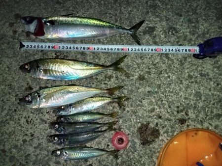 久々のサビキ釣り