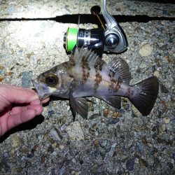 メバルを狙って