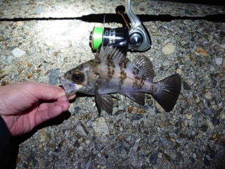 メバルを狙って