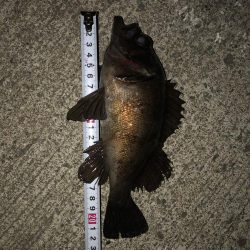 究極、ベビサの1.5！