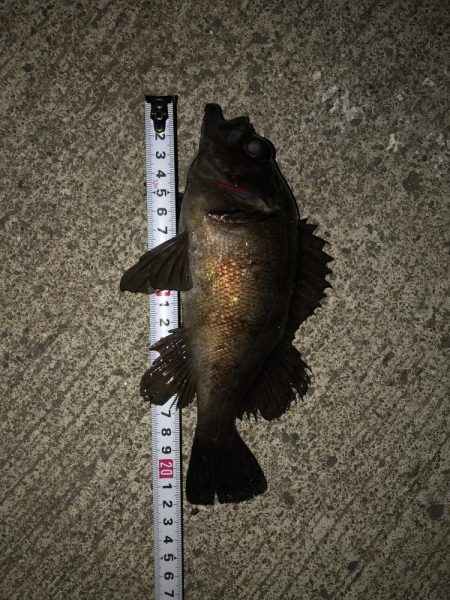 究極、ベビサの1.5！