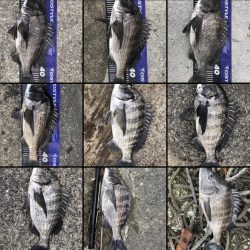 題名連日年無し❗️(イチノ兄弟)