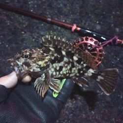 2022/02/28 南港ヘチ釣り釣行