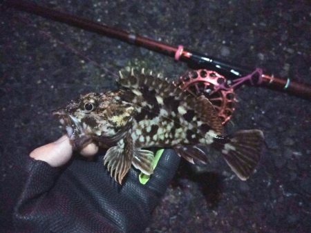 2022/02/28 南港ヘチ釣り釣行