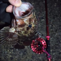 2022/03/02 南港ヘチ釣り釣行