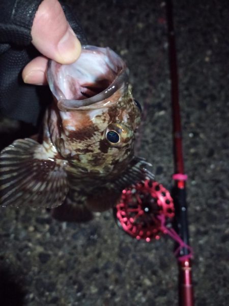 2022/03/02 南港ヘチ釣り釣行