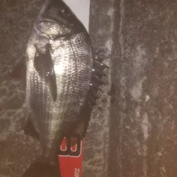 夜行練習してきました