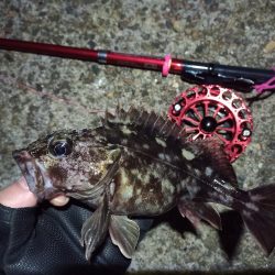 2022/03/04 南港ヘチ釣り釣行