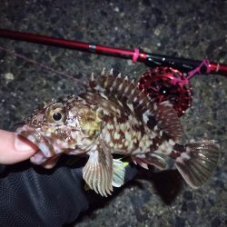 2022/03/06 南港ヘチ釣り釣行