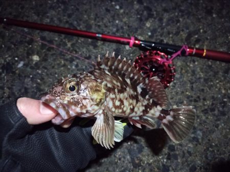 2022/03/06 南港ヘチ釣り釣行