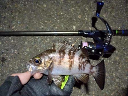 2022/03/07 南港ライトゲーム釣行