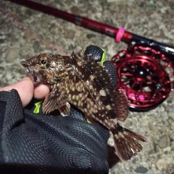 2022/03/12 南港ヘチ釣り釣行 ~ 歳無し釣果!