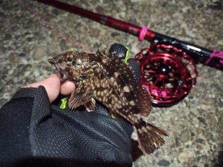 2022/03/12 南港ヘチ釣り釣行 ~ 歳無し釣果!