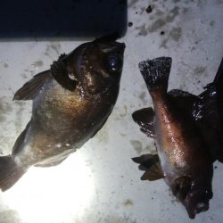 メバル3匹!キジハタ1匹!