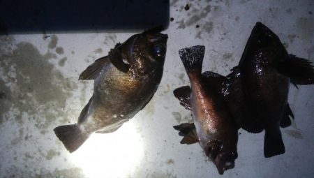 メバル3匹!キジハタ1匹!