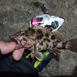 2022/03/20 南港ライトゲーム釣行