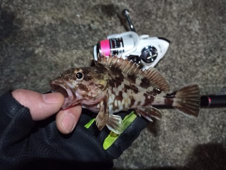 2022/03/20 南港ライトゲーム釣行