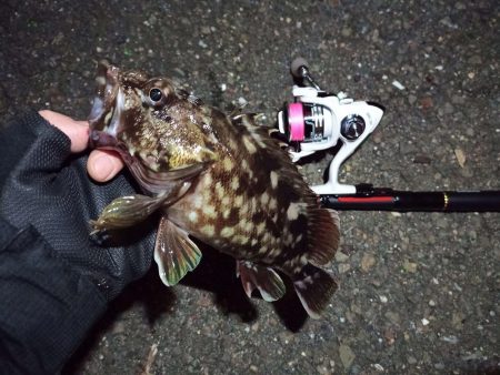 2022/03/24 南港ライトゲーム釣行 ～尺タケノコ～