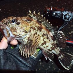 2022/03/26 南港ライトゲーム釣行