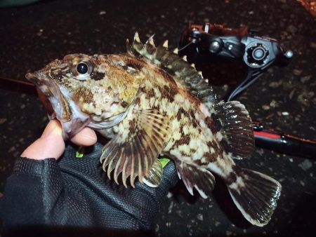 2022/03/26 南港ライトゲーム釣行