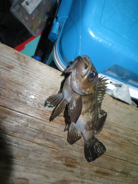 初の夜メバルボートはシーバスラッシュ!