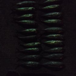 アジ1本狙い！もう少し釣れればなあ。。。　と思いながらも満足レベルでした。　