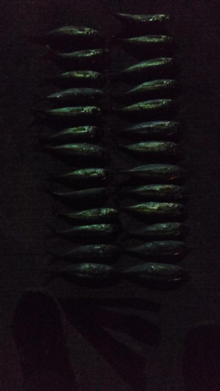 アジ1本狙い！もう少し釣れればなあ。。。　と思いながらも満足レベルでした。　