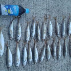 アジ！！数はともかくサイズが割と良かったかと＾＾b