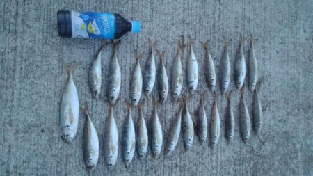 アジ！！数はともかくサイズが割と良かったかと＾＾b