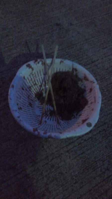 アジ1本狙い!!貴重な動物性たんぱく質!