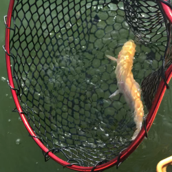 トラウト春到来