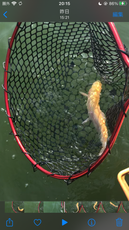 トラウト春到来