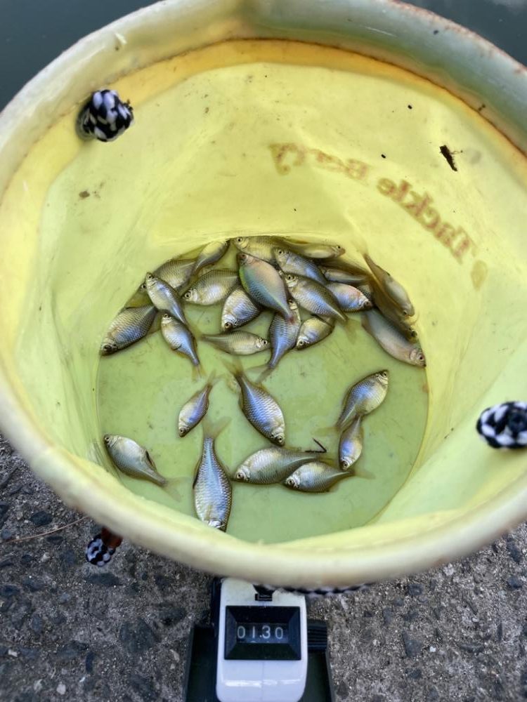 寒かったタナゴ釣り