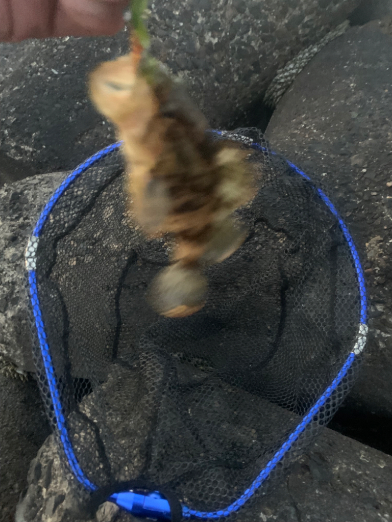 春告魚ですね〜