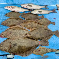 天草【幸龍丸】ライト落とし込みで良型ヒラメGET★