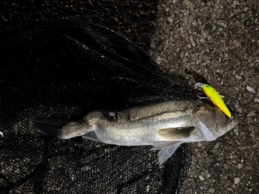 シーズン開幕!?