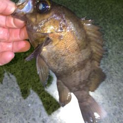 まもなくハイシーズン