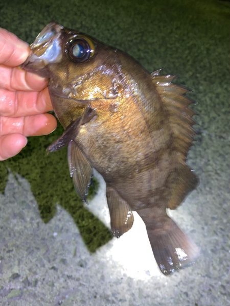 まもなくハイシーズン