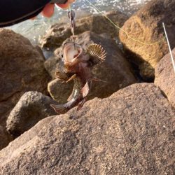 穴釣り朝マズメ下げ潮