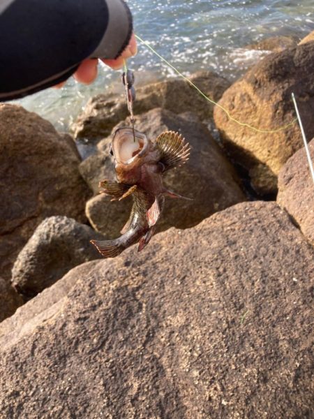 穴釣り朝マズメ下げ潮