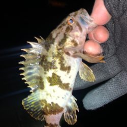 メバル26 +タケノコメバル1