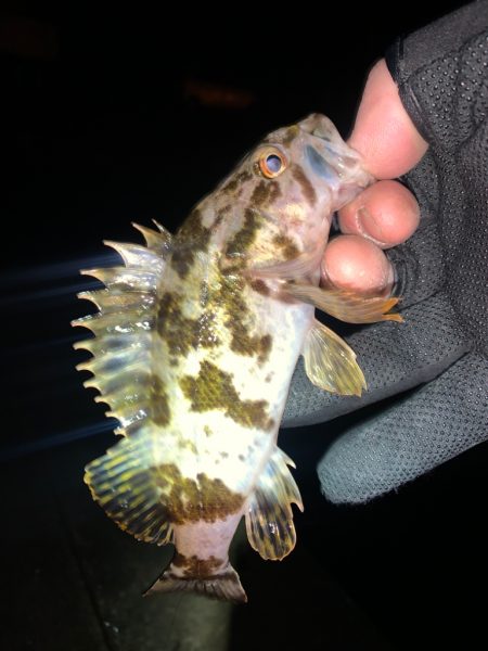 メバル26 +タケノコメバル1