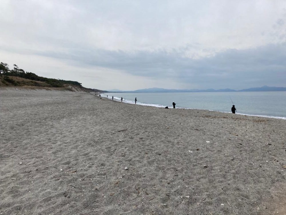 小座布団ヒラメ