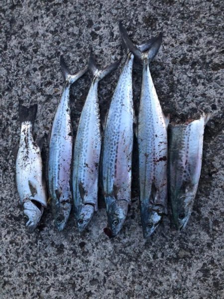 天草苓北町のサーフ